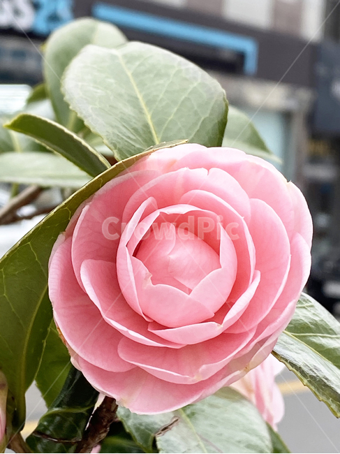 plant,식물,flower,blossom,꽃,동백꽃,동백나무,분홍색동백꽃,봄