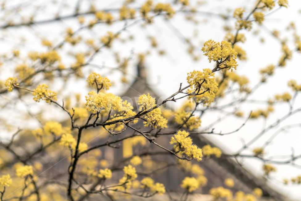 봄,봄꽃,산수유,봄사찰,봄철,노란꽃,사찰,식물,plant,봄,계절,spring,season