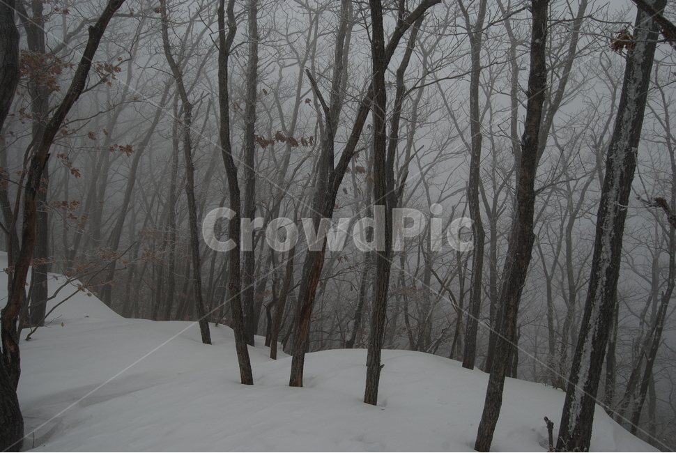 겨울,산,공원,나무,탐방로,겨울,계절,winter,season,자연,풍경,nature,landscape,outdoors,옥외,weather,날씨