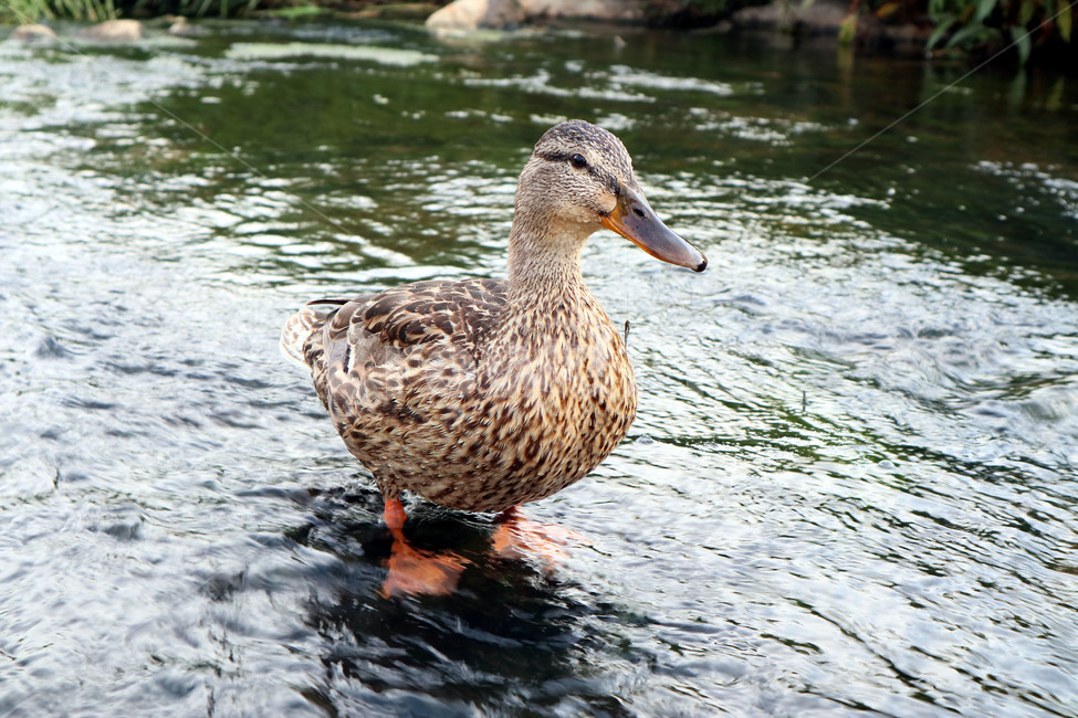 오리,조류,동물,duck,깃털