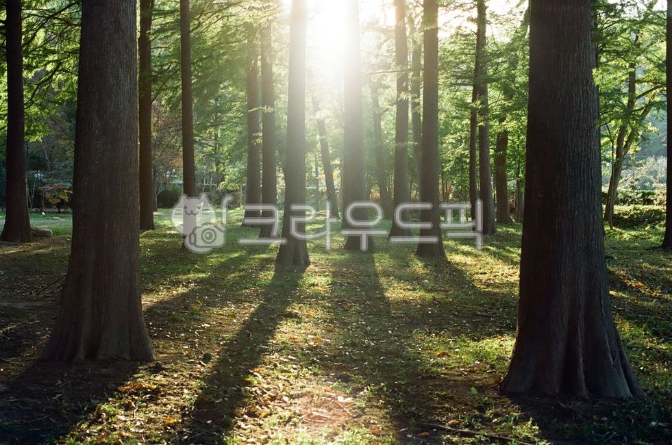 경북,경주시,경주,경북산림환경연구원,나무,식물,메타세콰이어,빛,할레이션,플레어,일몰,역광,그림자