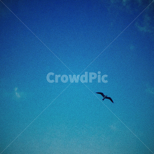 바다,하늘,새,감성,갈매기,자유,동물,animal,조류,새,birds
