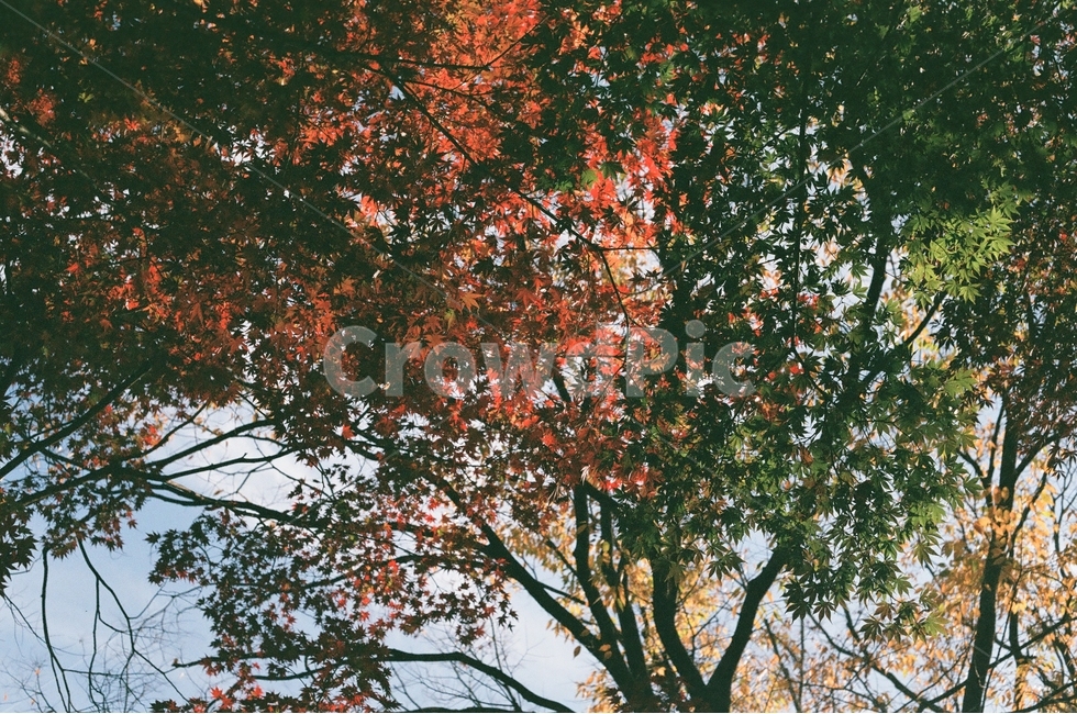 단풍,가을,경주,여행,나무,불긋,울긋,단풍나무,조화,조화로움,따뜻함,가을,계절,fall,autumn,season,식물,자연,plants,nature,감성,sensible,feeling,tree,plant,maple