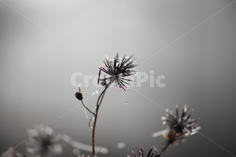 거미줄,이슬,도깨비바늘,cobweb,spanishneedles,식물,자연,plants,nature