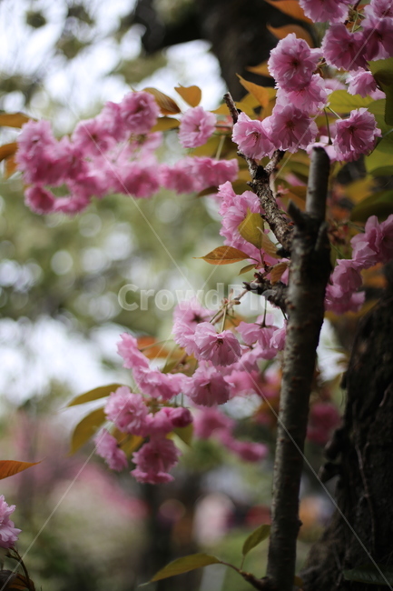 왕벚꽃,벚꽃,꽃,분홍,봄,식물,자연,plants,nature,꽃,flower