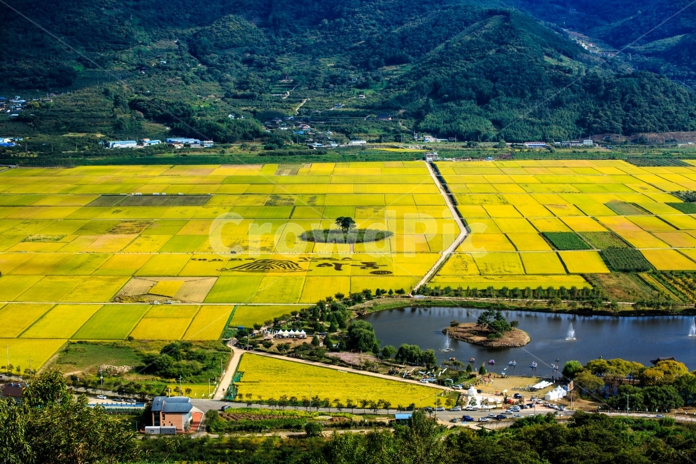 평사리,하동,부부송,판매,황금들판,자연,풍경,nature,landscape,한국자연풍경,한국자연경관,korea nature landscape,시골,마을,country,rural,town,outdoors,옥외,grassland,목초지,field,들,scenery,경치,paddy field,패디 필드