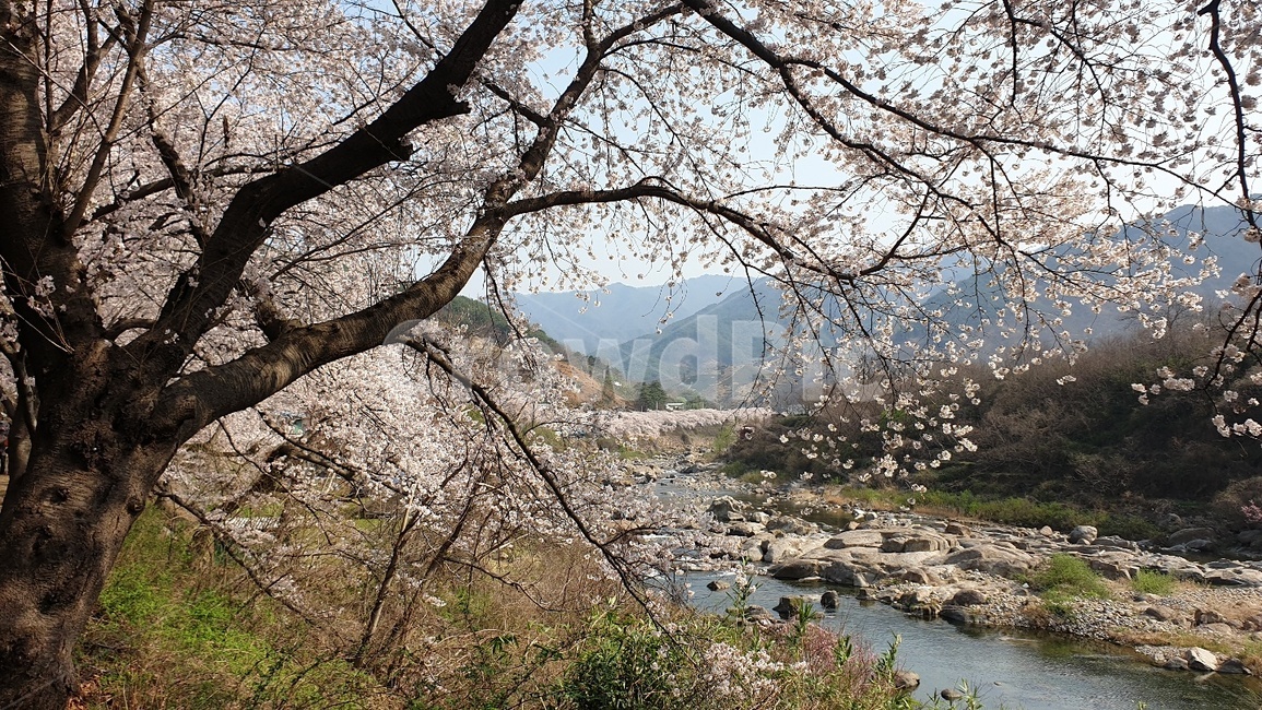 봄,벚꽃,계곡,풍경,물,산수,자연환경,봄,계절,spring,season,plant,식물