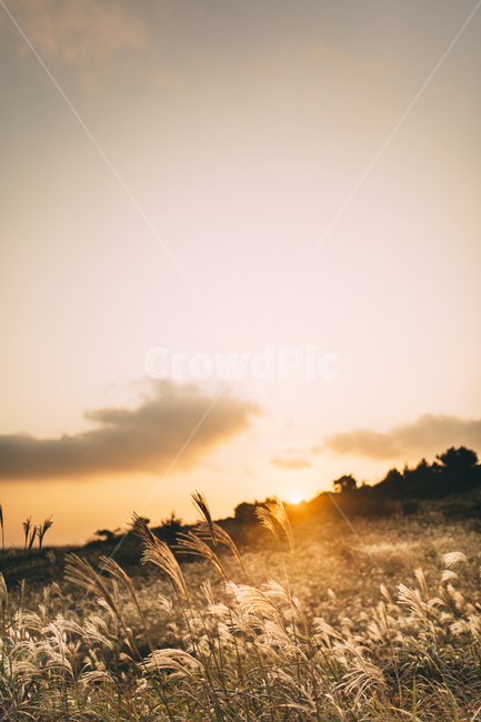 억새,제주도,오름,하늘,구름,노을,풍경,석양,자연,가을,계절,fall,autumn,season,자연,풍경,nature,landscape,휴식,힐링,rest,relaxation,healing,grass,잔디,plant,식물,light,빛,flare,플레어