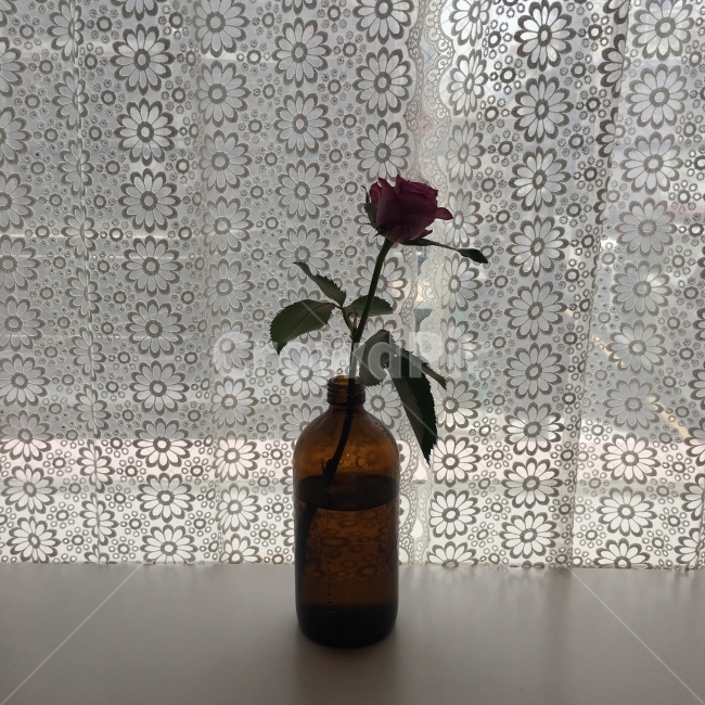 꽃,화병,카페,분위기,장미,식물,자연,plants,nature,꽃,flower,실내용화초,화분,화초,house plant,인테리어,실내디자인,interior design