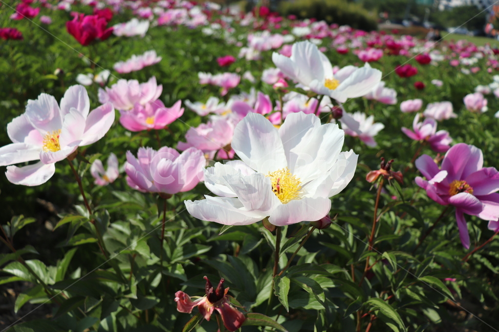 꽃,축제,봄꽃,봄날,배경,spring,태화강,울산태화강,태화강지방공원,울산꽃축제,flowers,festival,ulsan,nature,바탕,흰색,분홍색,garden,예쁜,정원