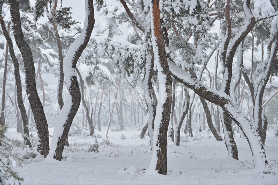 tree,나무,plant,식물,nature,자연,outdoors,옥외,winter,snow,눈,storm,폭풍,blizzard,눈보라,treetrunk,나무줄기,경주,삼릉,삼릉소나무,삼릉솔숲,소나무,솔숲,삼릉설경,솔숲설경,겨울,계절,겨울,계절,winter,season,자연,풍경,nature,landscape