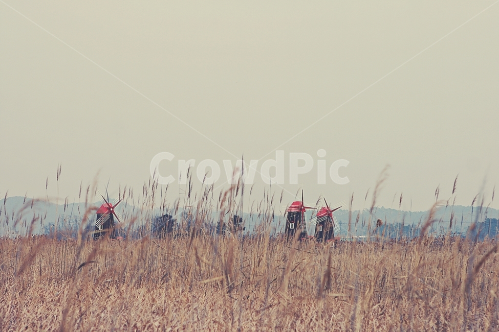 풍차,갈대,자연배경,바람,겨울,억새,잡초,가을,계절,fall,autumn,season,자연,풍경,nature,landscape,산업,industry,industrial,에너지산업,energy industry,plant,식물,grass,잔디,lawn