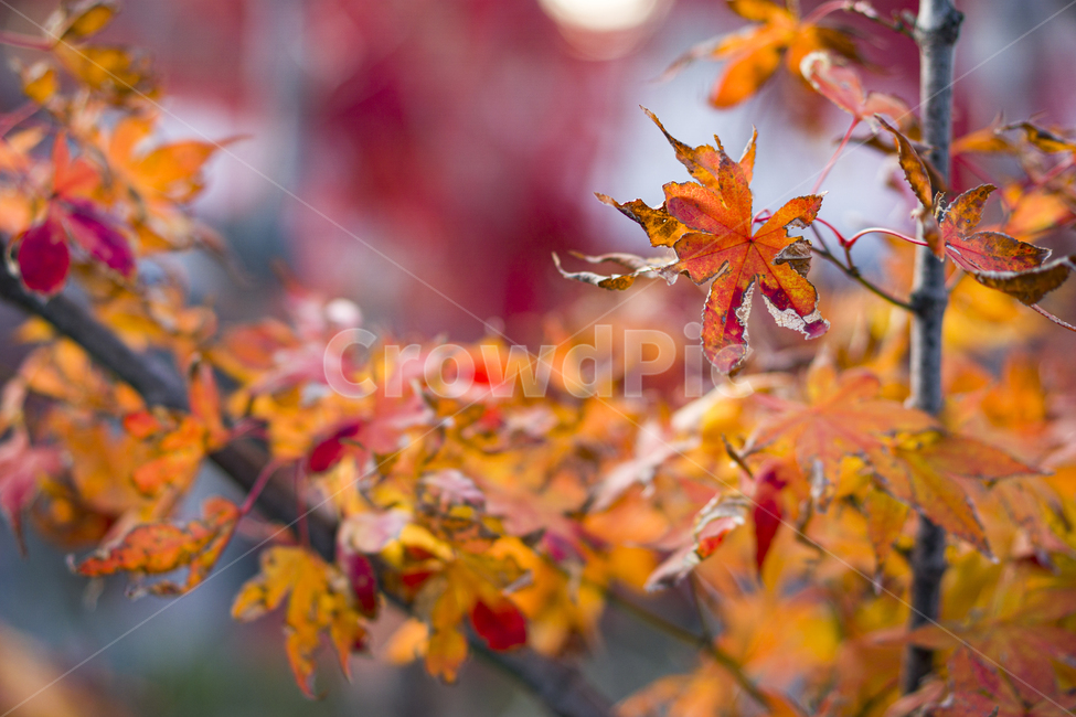 낙엽,가을,빨강,외로움,나무,tree,감성,snap,혼자,alone,snappics,감성사진,느낌,가을,계절,fall,autumn,season