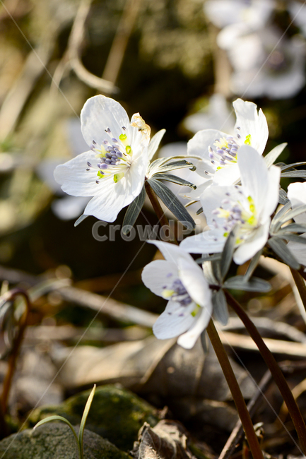 plant,식물,pollen,바람꽃,꽃,자연,봄