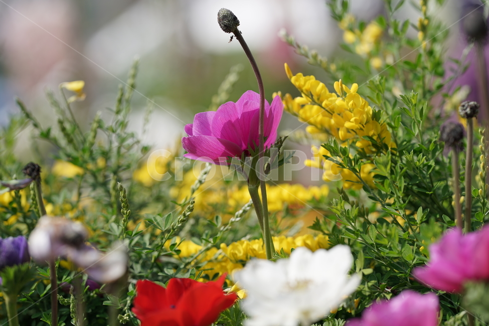 꽃,자연,고양꽃박람회,힐링,flower,식물,자연,plants,nature,꽃,flower