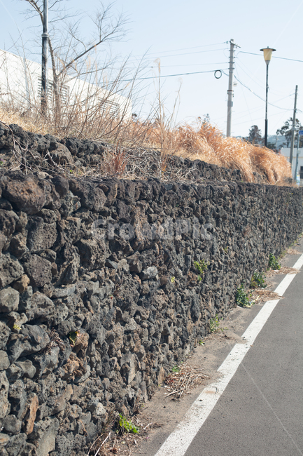 돌담,제주돌담,담벼락,돌담시공,돌,돌담집,돌담길,제주도,제주,jeju,jejuisland,제주도,jeju,jeju island,hedge,방지책,plant,식물,fence,울타리