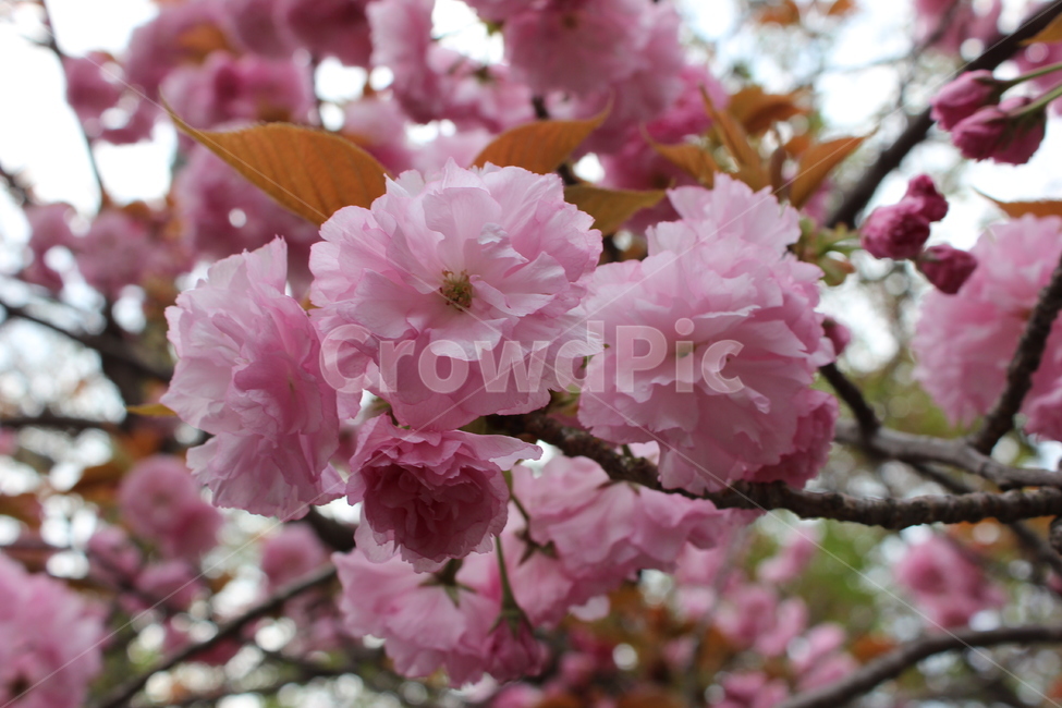 봄꽃,spring,벚꽃,cherryblossom,핑크빛,개화,일본벚꽃,예쁜꽃,꽃이피는,봄을알리는,봄향기,봄,러블리한