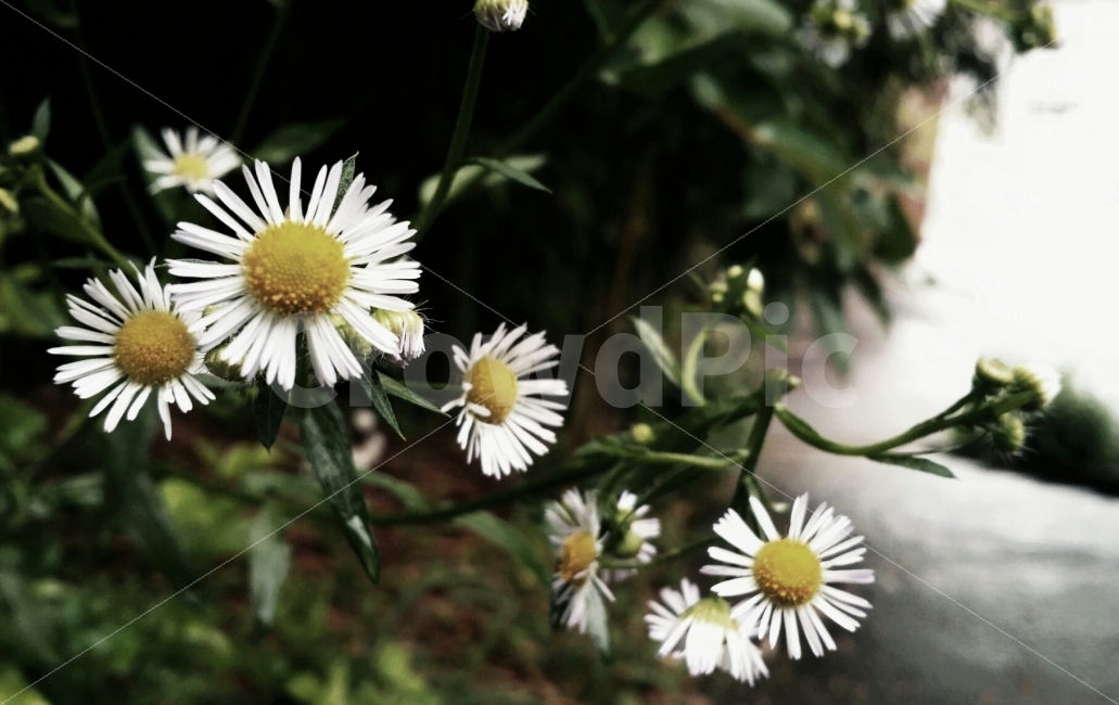 민들레,비온뒤,감성,촉촉함,비,식물,자연,plants,nature,꽃,flower,감성,sensible,feeling