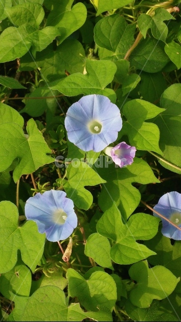 나팔꽃,여름꽃,연보라색나팔꽃,분홍색나팔꽃,여름꽃종류