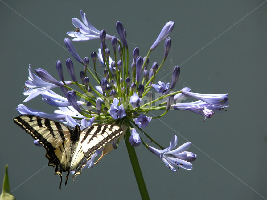 나비,꽃,호랑나비,봄,butterfly