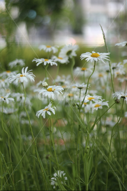 샤스타데이지,흰색,냇가,봄,빛,봄,계절,spring,season,식물,자연,plants,nature,꽃,flower,plant,daisy,데이지,daisies,blossom