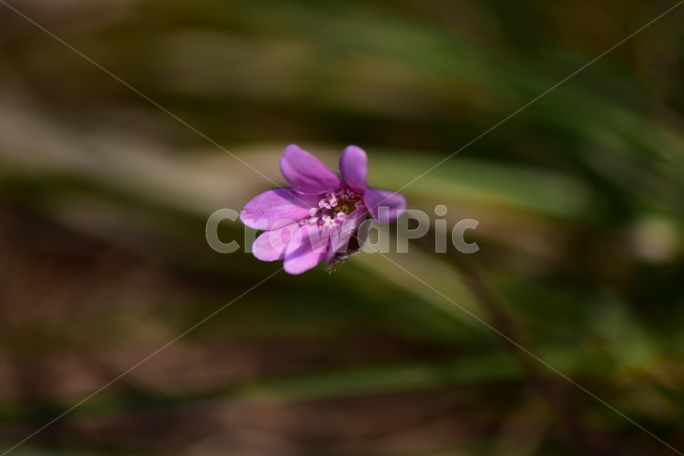 노루귀,야생화,봄,꽃,자연,식물,식생,봄의전령사,풀꽃,식물,자연,plants,nature,꽃,flower