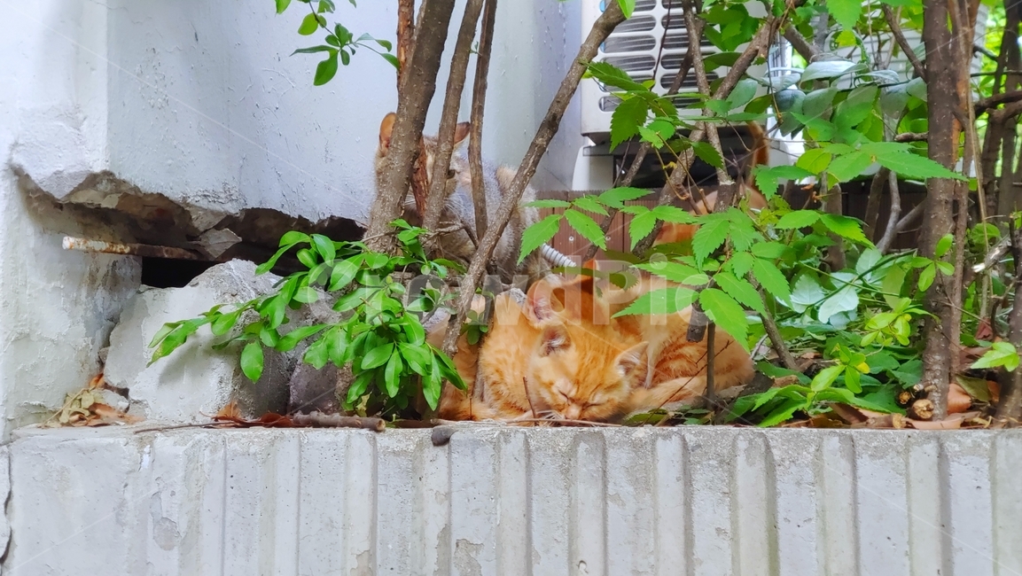 고양이,길고양이,동물,동물가족,잠,펫,pet,정원,풀,낮잠,갈색,뒷마당