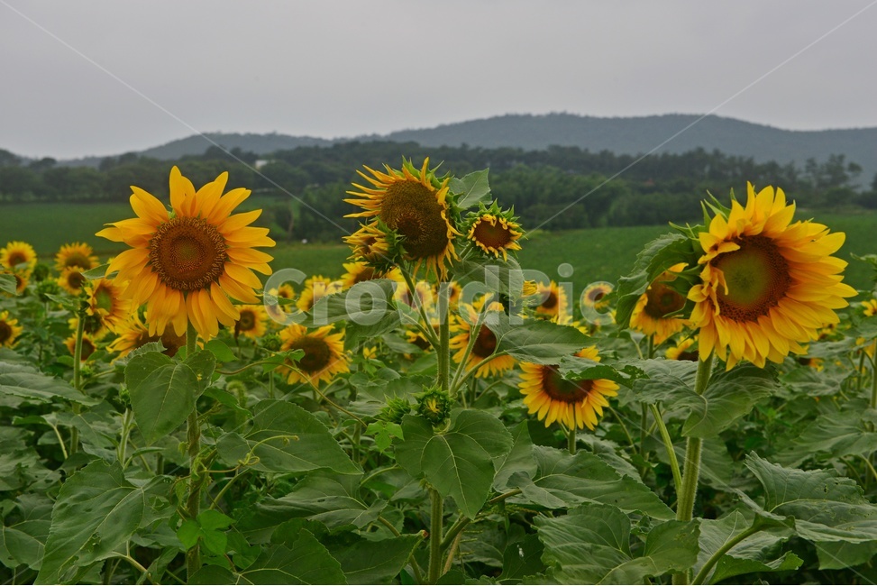 field,들,outdoors,옥외,nature,자연,rural,농촌,farm,농장,고창,학원농장,해바라기,해바라기밭,해바라기꽃,농업,농사,경작,농경