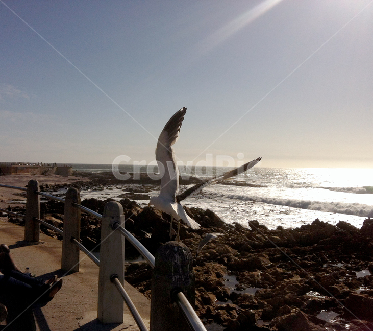 바다,은빛물결,갈메기,암석,바위,돌,water,sliver,seagull,rock,rocky,새,조류,날개,하늘,sky,자연,풍경,nature,landscape,동물,animal,조류,새,birds,handrail,난간,banister,bird,railing,wood,나무