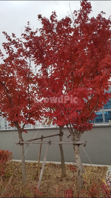 가을,낙엽,단풍나무,단풍잎,빨강색,화려한,자연,떨어지다,fall,leaf,maple,red,colorful,nature,drop,가을,계절,fall,autumn,season,식물,자연,plants,nature,나무,trees,wood,tree,plant,단풍