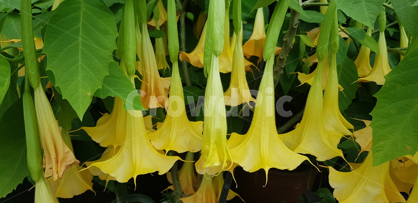 plant,식물,blossom,flower,꽃,노랑,식물,자연,plants,nature,꽃,flower