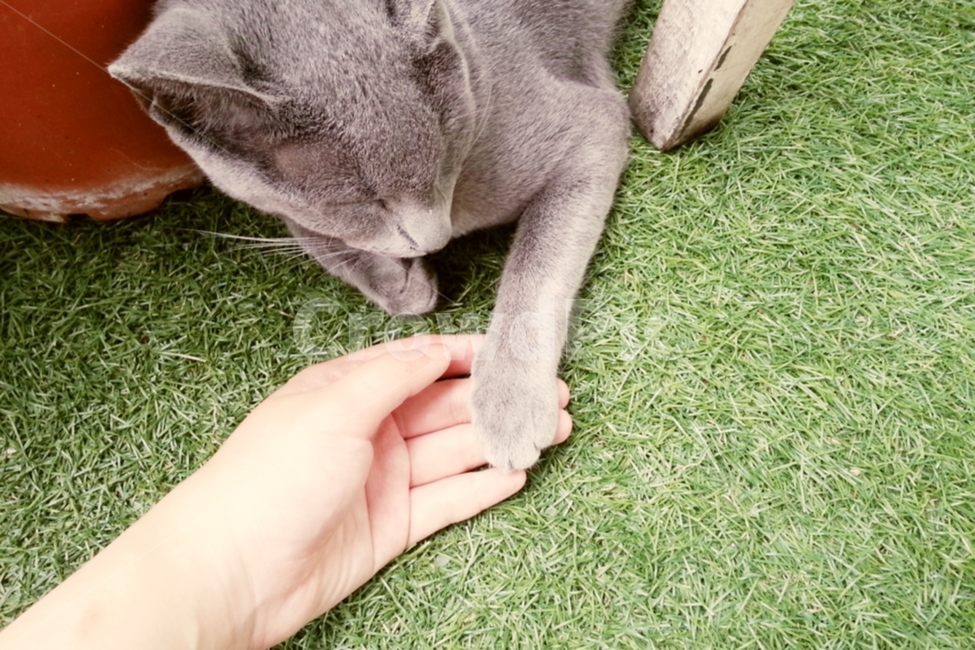 러시안블루,고양이,배경,반려묘,교감,동물,animal,포유류,mammal,고양이,cat,kitten,kitty,사람,인물,인간,human,person,신체일부,몸,body