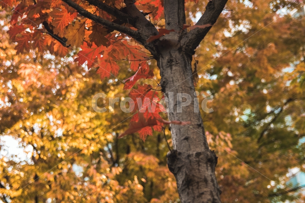 가을,여름,겨울,계절,열정,단풍나무,나무,단풍,가을,계절,fall,autumn,season,식물,자연,plants,nature,나무,trees,wood,leaf,잎,plant,tree