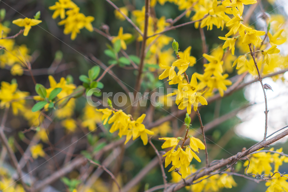개나리,꽃,봄꽃,봄,자연,flower,nature,spring,봄,계절,spring,season,식물,자연,plants,nature,꽃,flower,plant