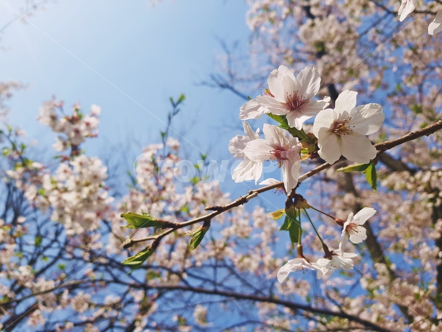 벚꽃,cherryblossom,봄꽃,봄하늘,벚꽃하늘,봄,하늘,꽃,벚나무,봄,계절,spring,season,식물,자연,plants,nature,꽃,flower,plant,blossom