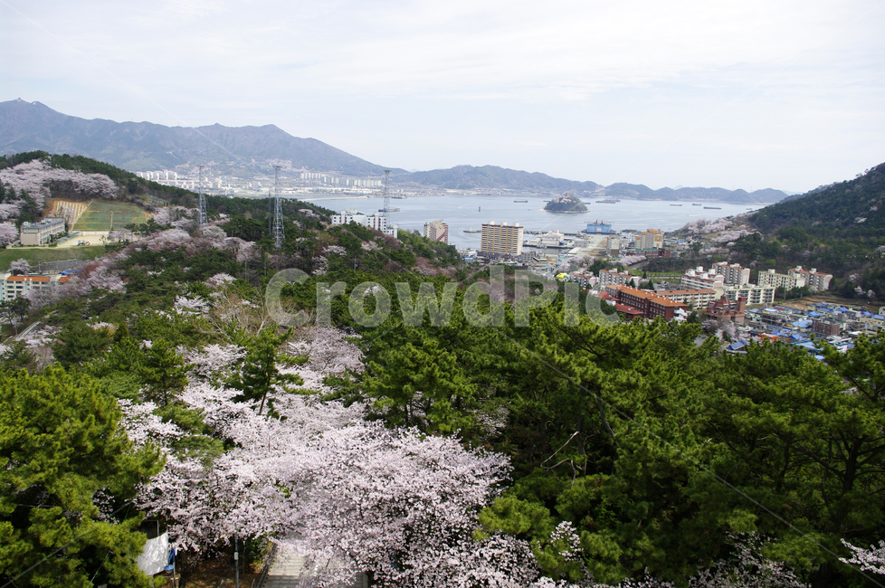 진해,벚꽃,나무,풍경,바다,봄,계절,spring,season,도시,풍경,city,landscape,한국도시풍경,한국도시경관,korea cityscape,nature,자연,경치,outdoors,옥외,plant,식물,scenery