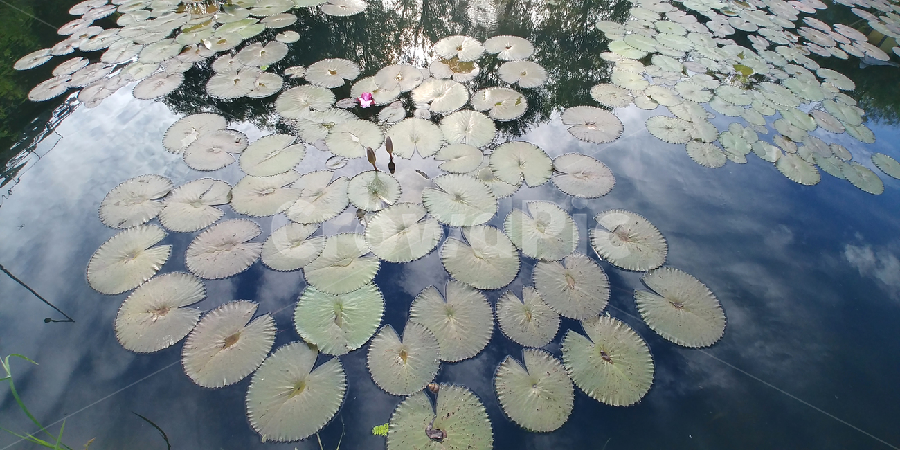 연꽃,물,잎,보라색꽃,가시연,7월,8월,아름다움,plant,식물,flower,blossom,water,nature,자연