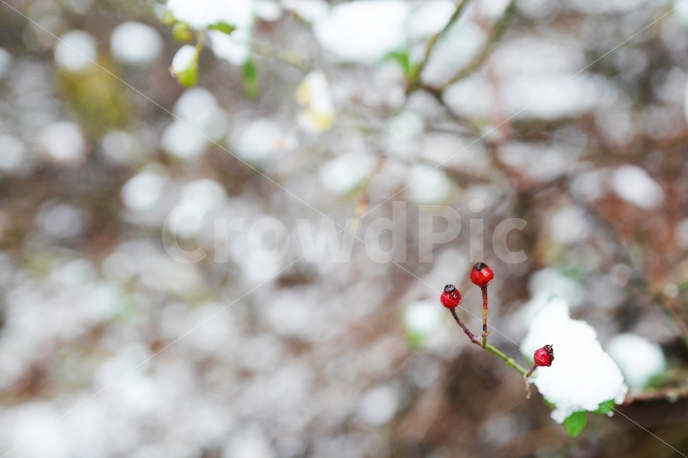 첫눈,눈,겨울,나뭇잎,눈꽃,산,첫눈오는날,겨울,계절,winter,season,과일,열매,fruit,감성,sensible,feeling