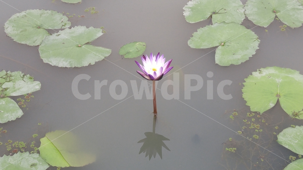 꽃,수련,그림자,저수지,힌색고독,회상,식물,자연,plants,nature,꽃,flower