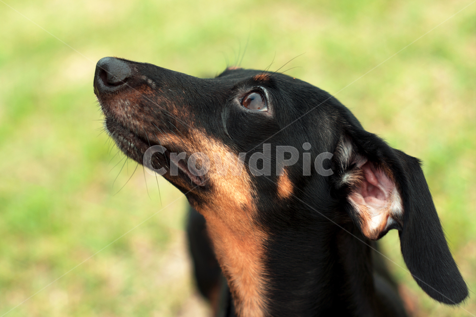 닥스훈트,개,멍멍이,반려동물,애완동물,펫,dachshund,pet,dog,animal,mammal,동물,animal,포유류,mammal,개,강아지,dog,doggy