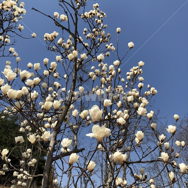 목련,나무,tree,자연,nature,magnolia,봄