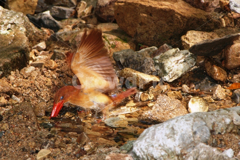 호반새,조류,먹이사냥,새,철새,동물,animal,조류,새,birds