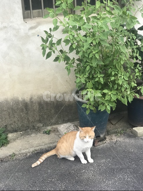 고양이,길고양이,길냥이,골목,일상,쉬는중,낮,평일,감성,오후,동네,동물,animal,포유류,mammal,고양이,cat,kitten,kitty
