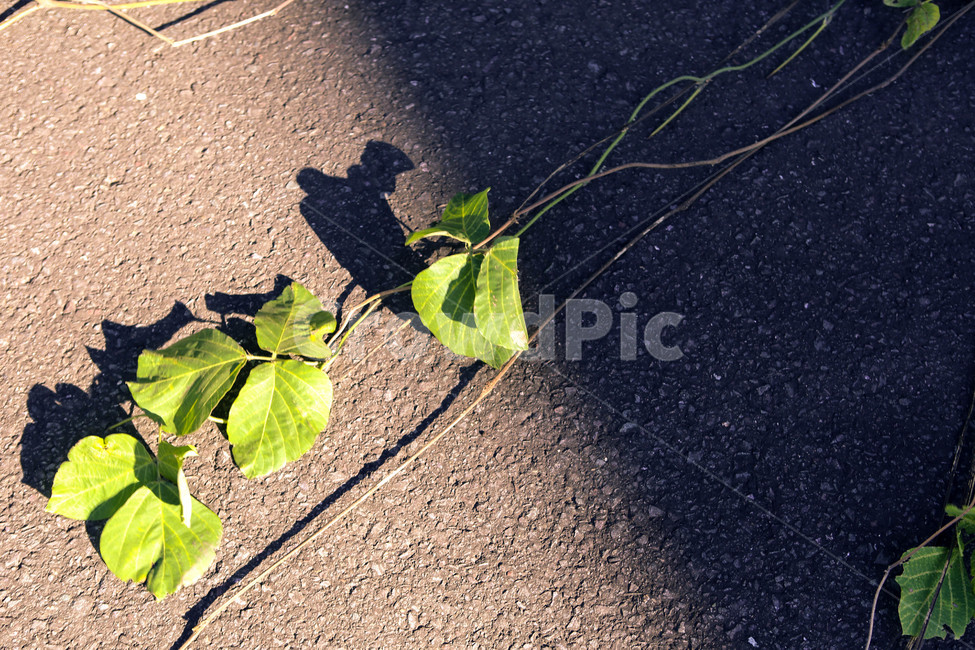 빛,식물,아스팔트,초록,줄기,식물,자연,plants,nature,감성,sensible,feeling