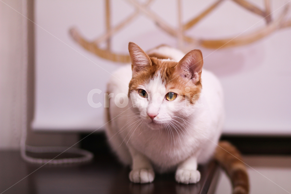 고양이,cat,animal,동물,야옹이,kitty,애묘,동물표정,pet,애완동물,포유류,반려동물,유기묘,길냥이,kitten,아기고양이,코숏,코리안숏헤어,캣대디,캣맘,반려묘,휴식,힐링,res,trelaxation,healing,포유,류mammal,동물,animal,포유류,mammal,고양이,cat,kitten,kitty