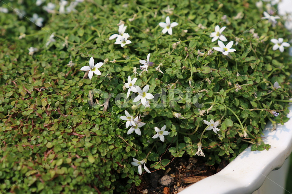 꽃,초록,봄,식물,화사한,식물,자연,plants,nature,꽃,flower