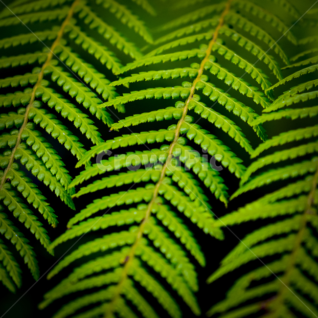 plant,식물,패턴,pattern,배경,매크로,근접,클로즈업,녹색,초록,그린