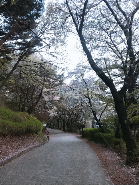 산책로,나무,길,풍경,배경,초록