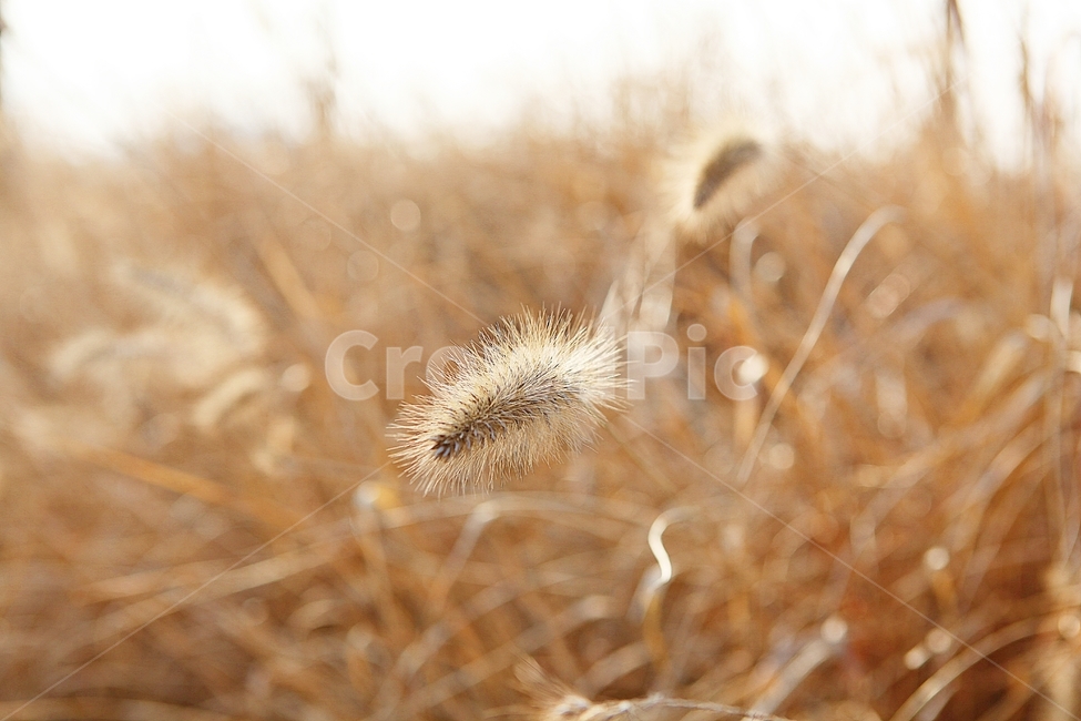 강아지풀,강아지풀꽃,꽃,잡초,가을,풀,공원,야외,가을,계절,fall,autumn,season,식물,자연,plants,nature