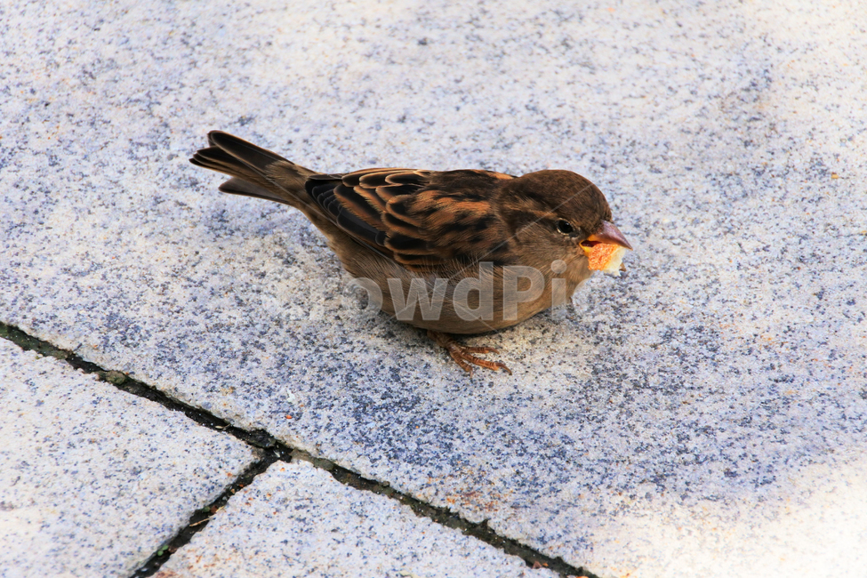 참새,새,작은새,bird,sparrow,앉아있는새,귀여운새,동물,animal,조류,새,birds